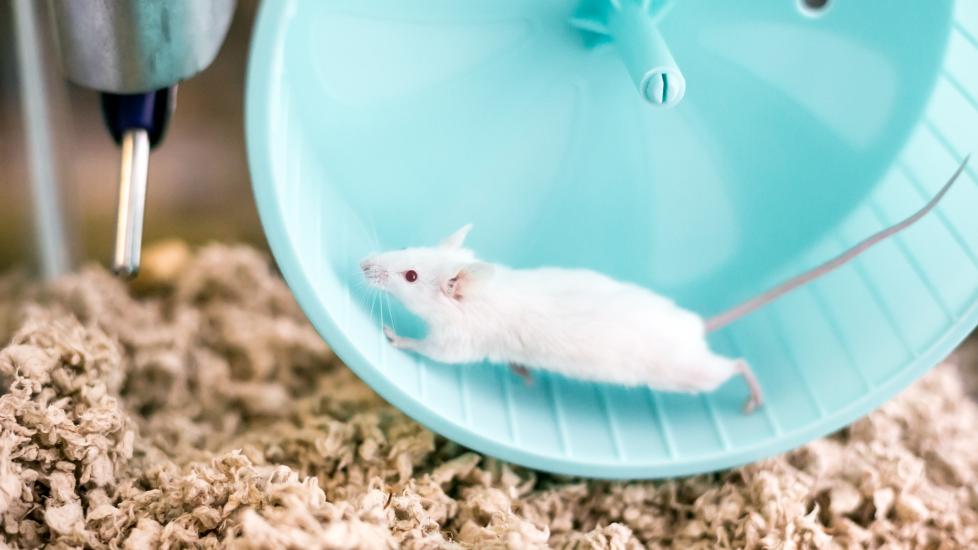 pet mouse care sheet; a pet mouse runs on his wheel.